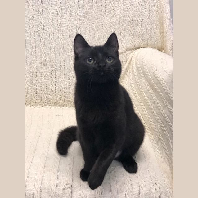 Photo of Ophelia