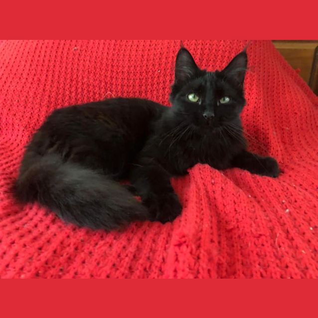 Photo of Elphie 
