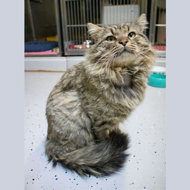Photo of Wonton