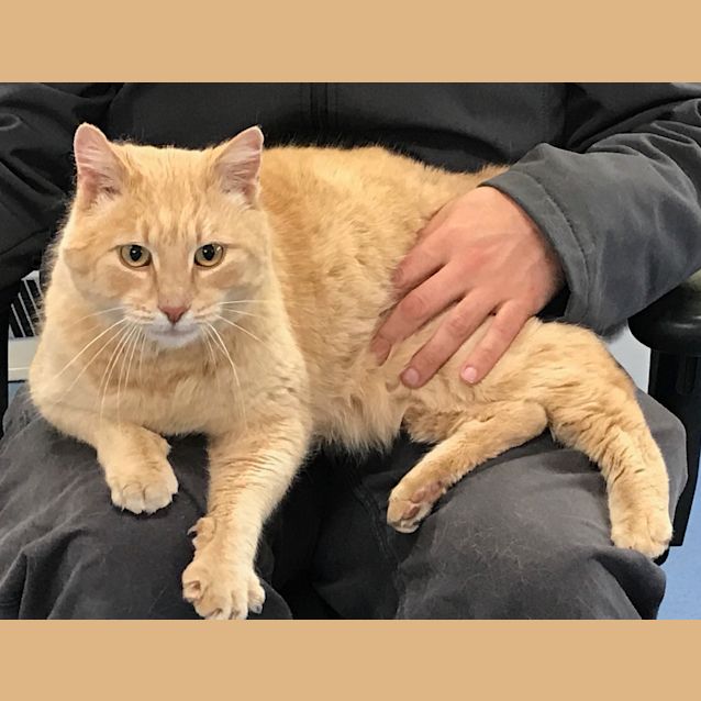 Photo of Garfield