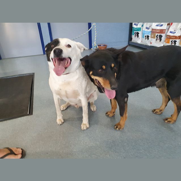 Photo of Buzz And Jack