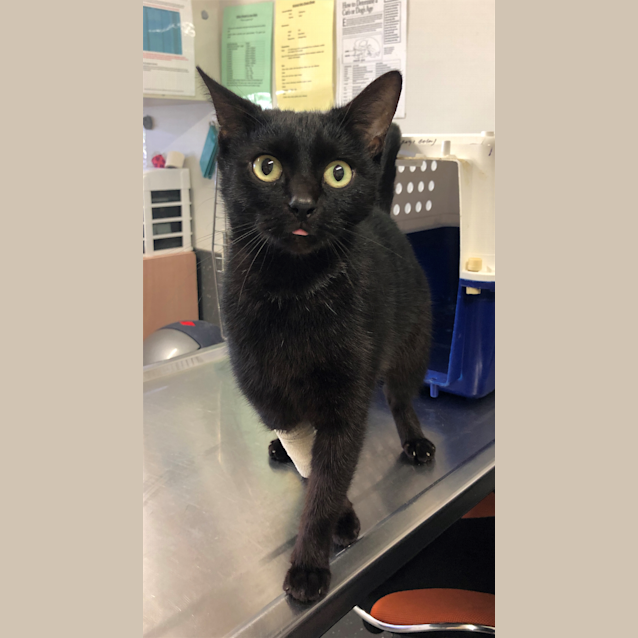 Photo of Midnight