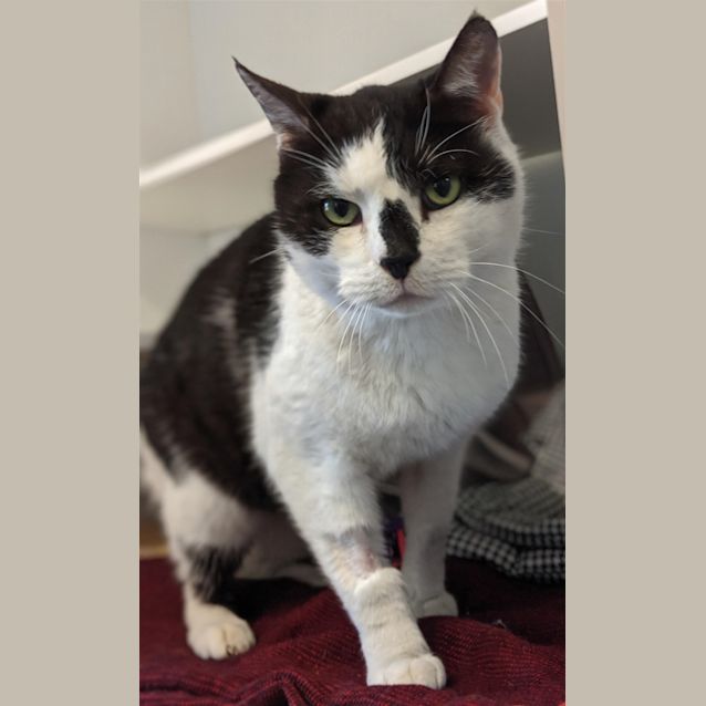 Photo of Diesel