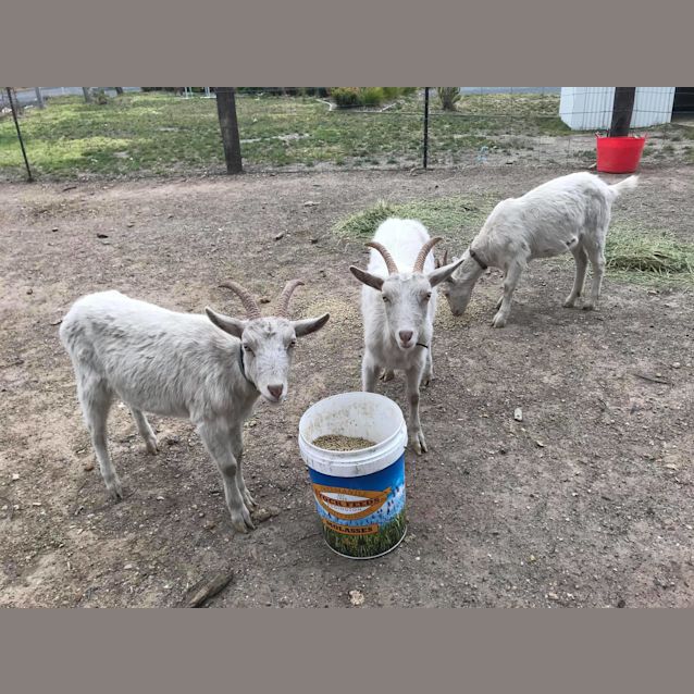 Photo of Vincent Van Goat, Buttinsky & Butter