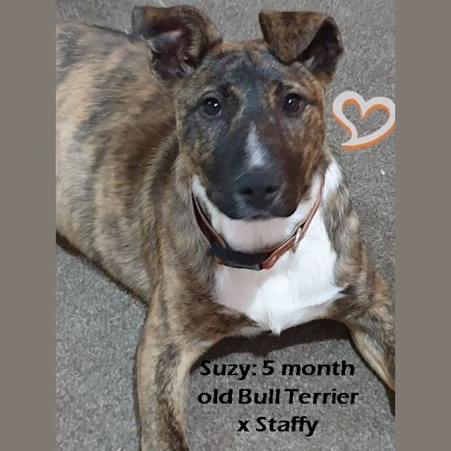 Photo of Suzy ~ Bull Terrier X Staffy Puppy, 5 Months
