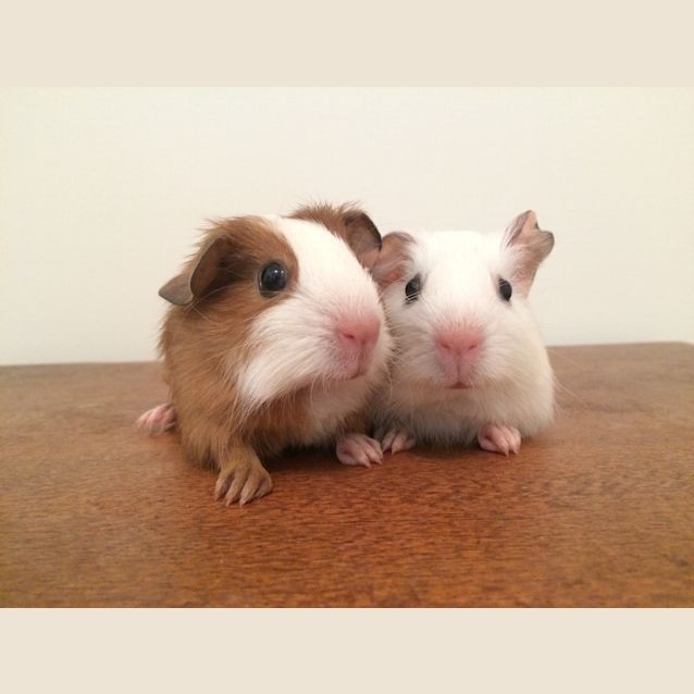 Photo of Oatly & Peanut 