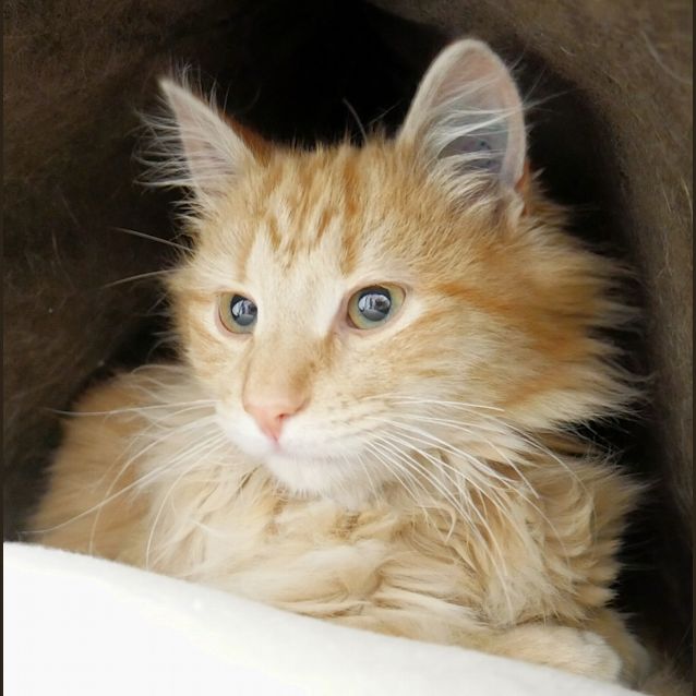 Photo of Simba Suk004273