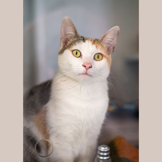 Photo of Chiquita