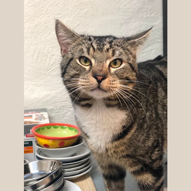 Photo of Murphy    Located In Northcote