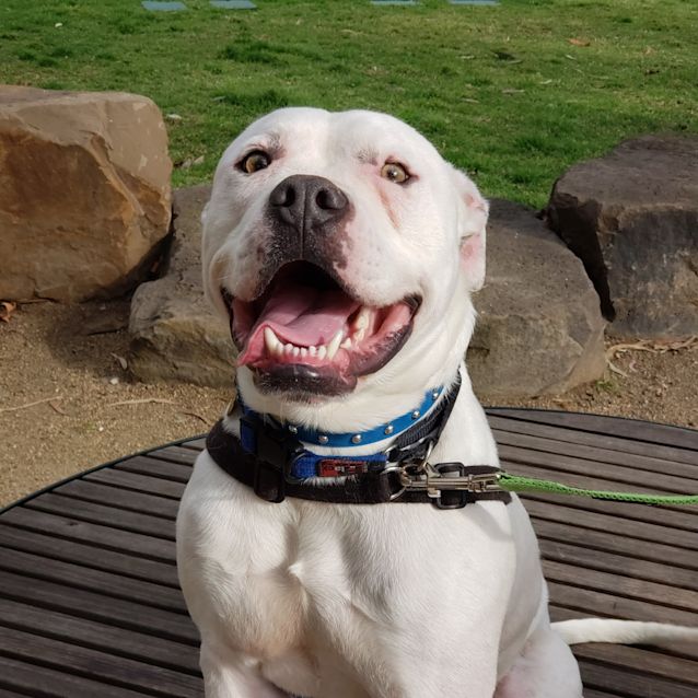 Photo of Whipper