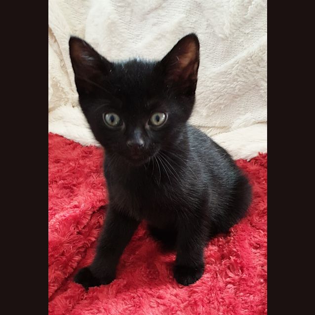 Photo of Caesar