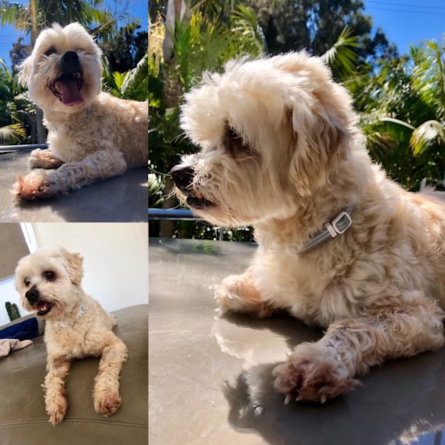 Photo of Scooby (Part Of A Bonded Pair With Marlee)