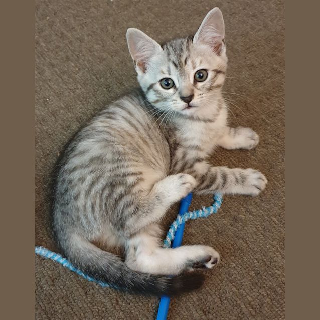 Photo of Willow