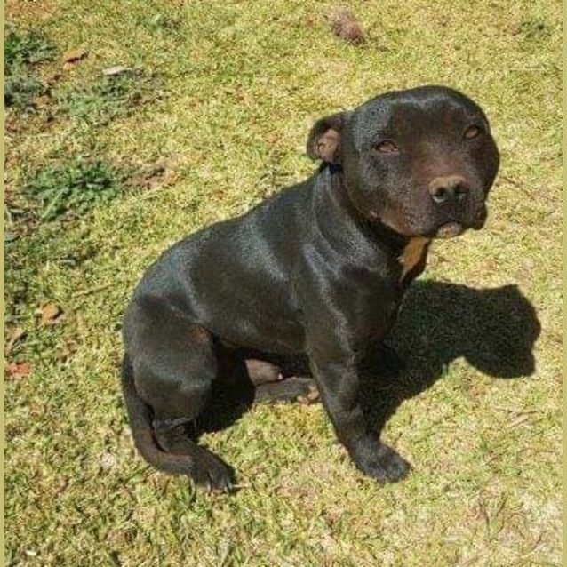 Photo of Harvey