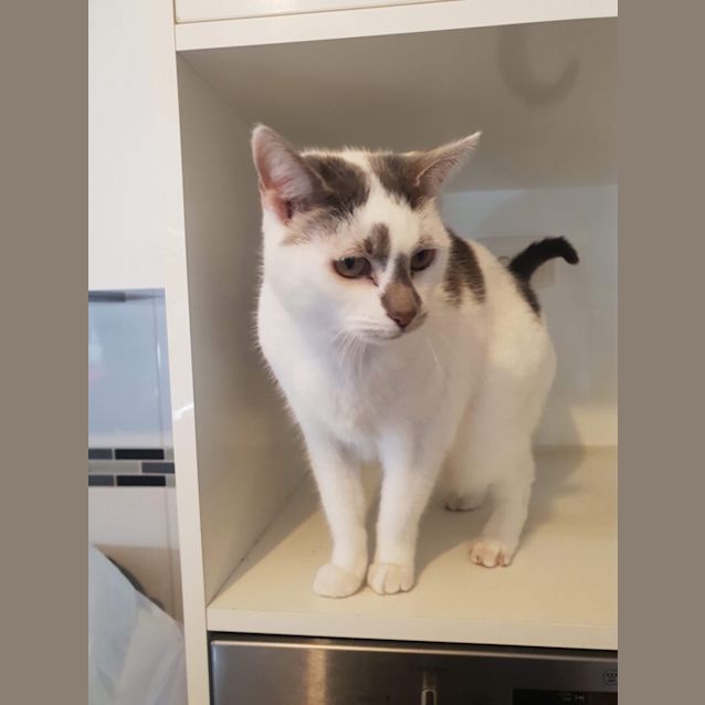 Photo of Kimba