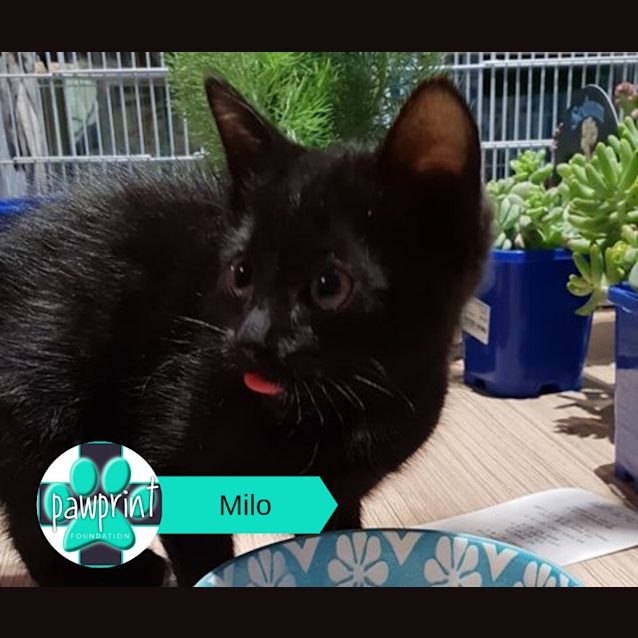 Photo of Milo
