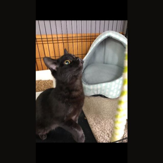 Photo of Shadow