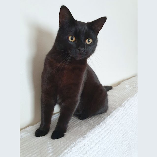 Photo of Topaz