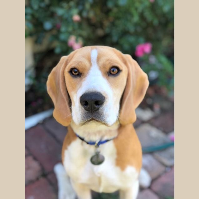Photo of Chase