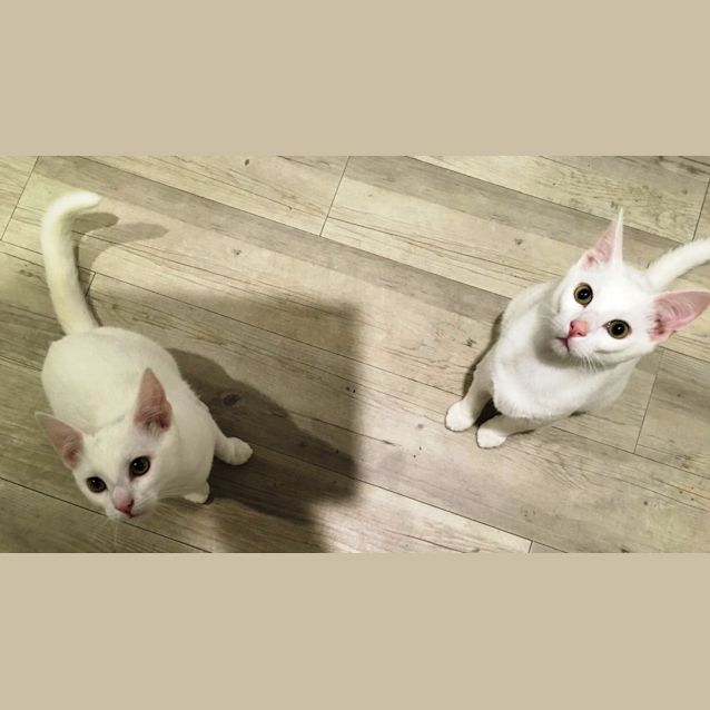 Photo of Casper And Ziggy