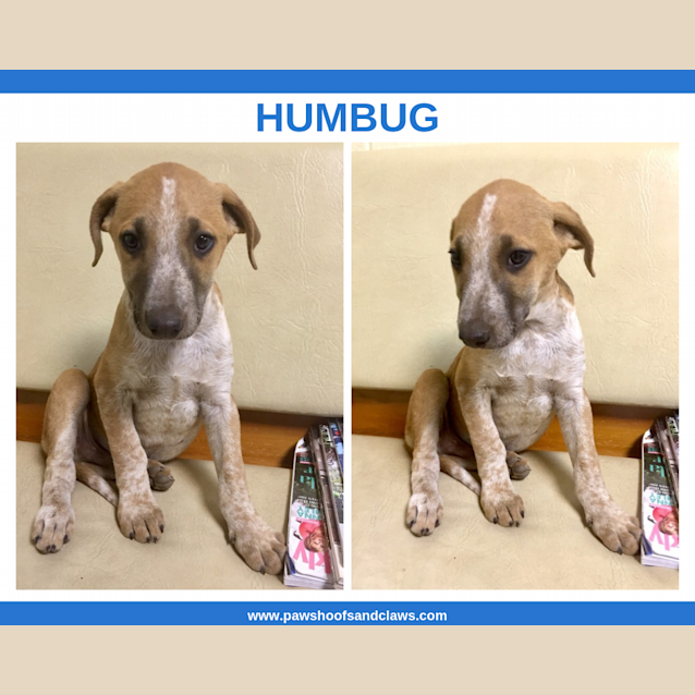 Photo of Humbug