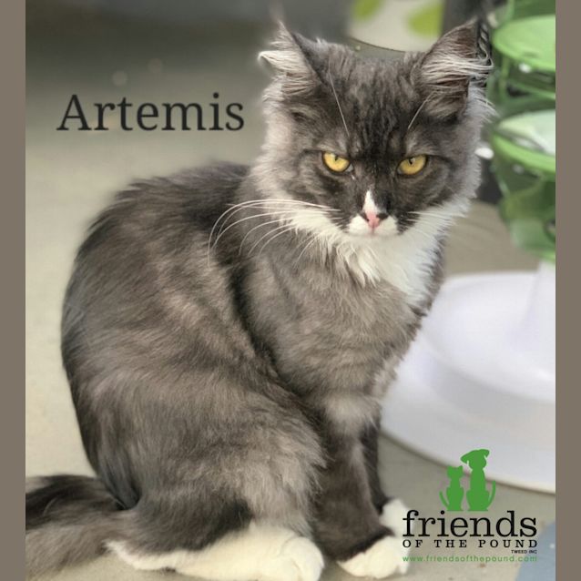 Photo of Artemis