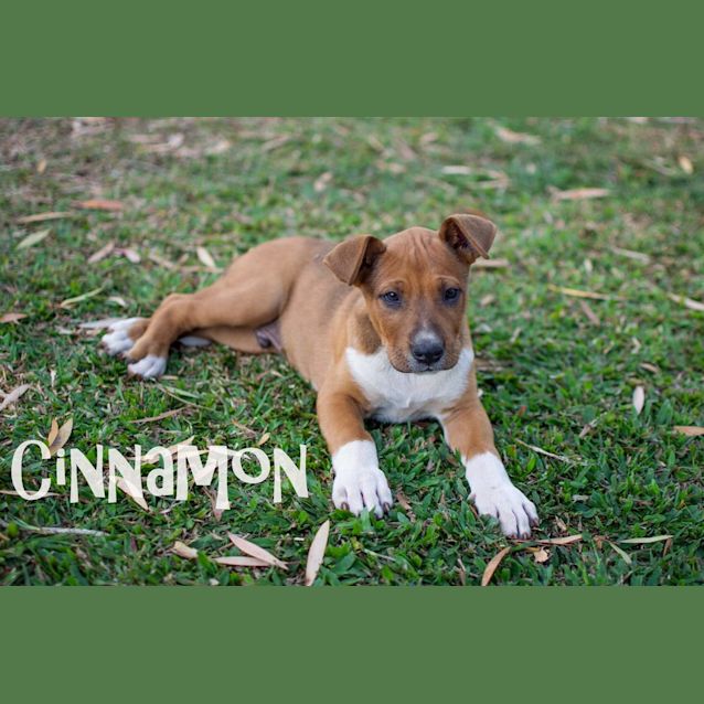 Photo of Cinnamon