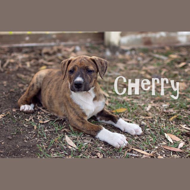 Photo of Cherry