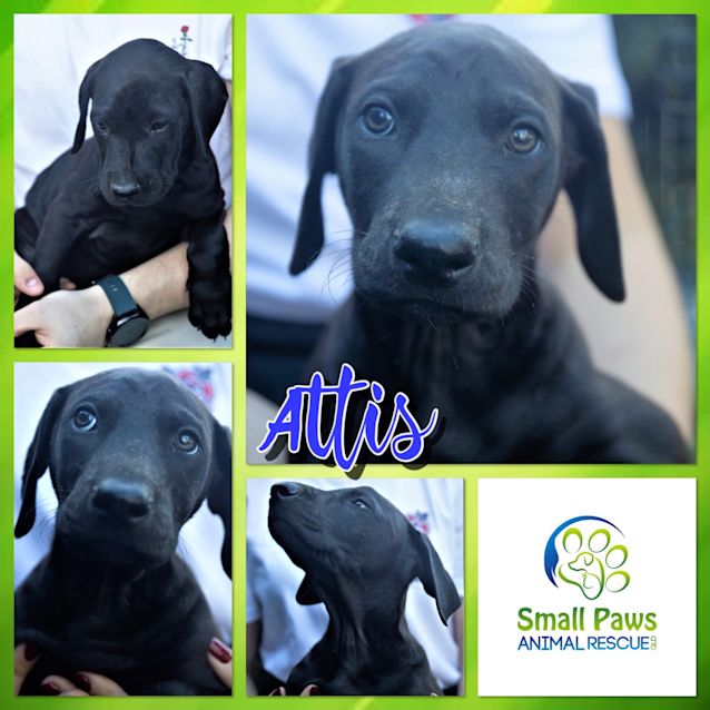 Photo of Attis