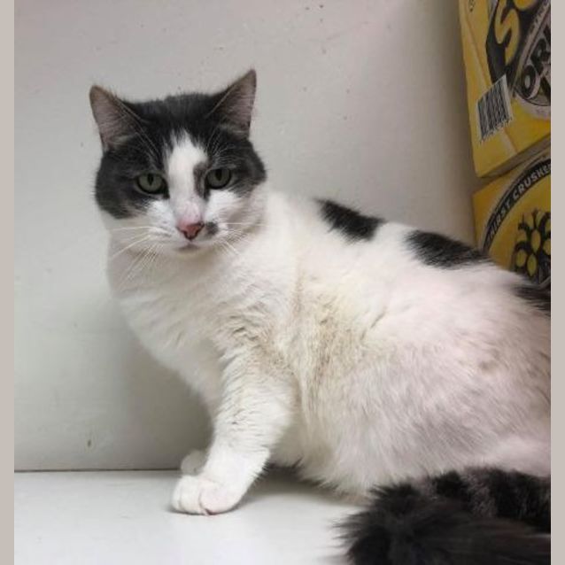 Photo of Ally    Meet Me In Cat Lounge/Neko Hq Preston