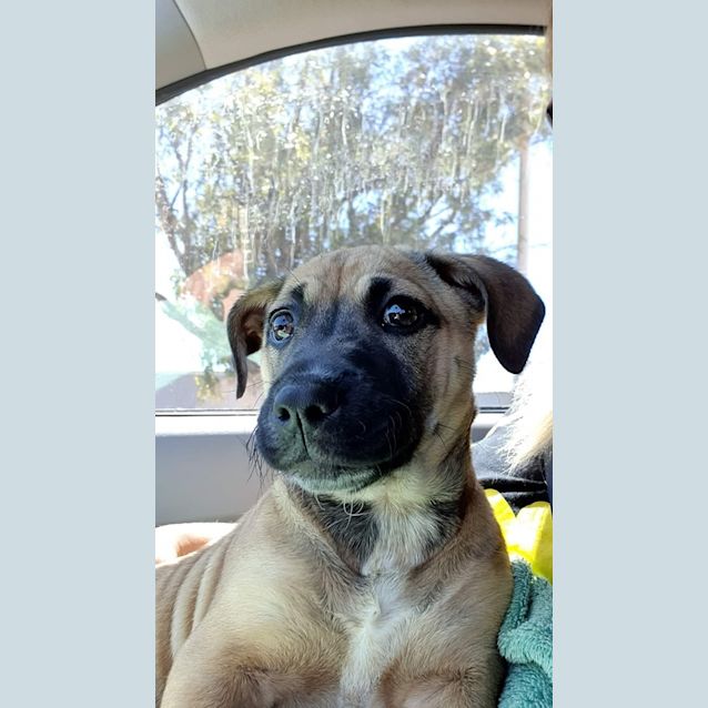 Photo of Puppy Summer Dl2252