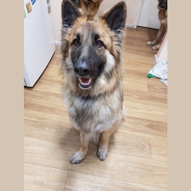 Photo of Diesel   Meet And Greet Organised