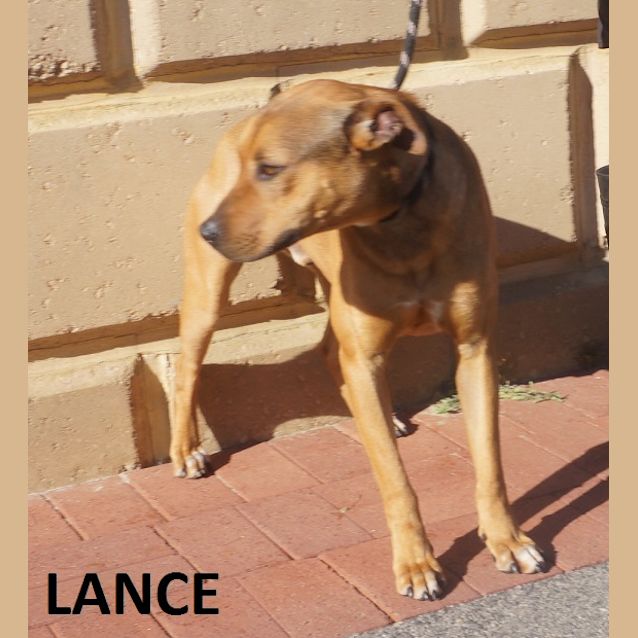 Photo of Lance
