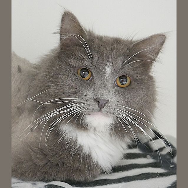 Photo of Honcho Sta004247
