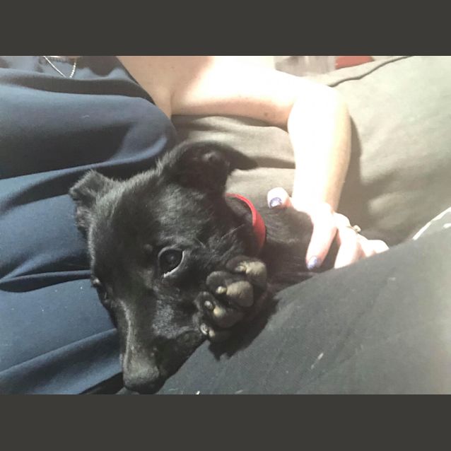 Photo of Copper 