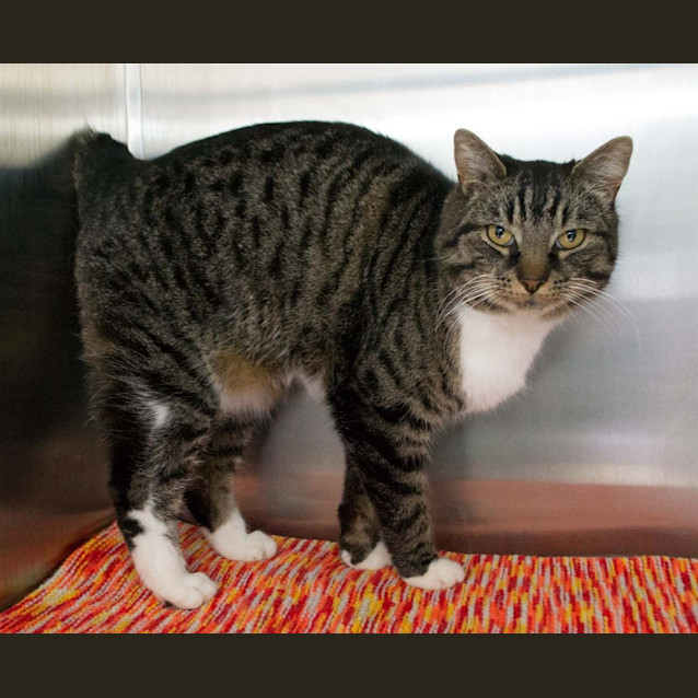 Photo of Tiger