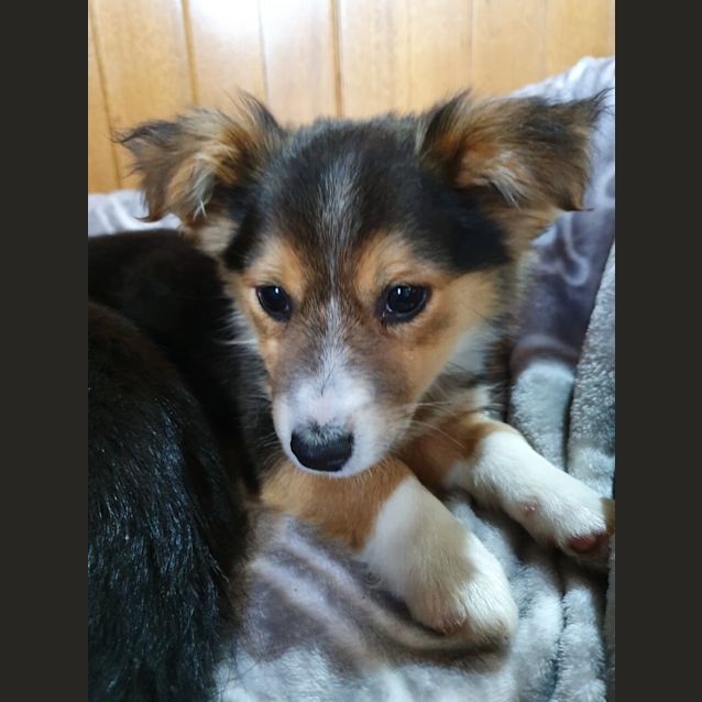 Photo of Cooper
