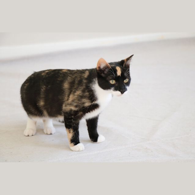 Photo of Honey And Joy ~ Kittens (On Trial 21/10/19)