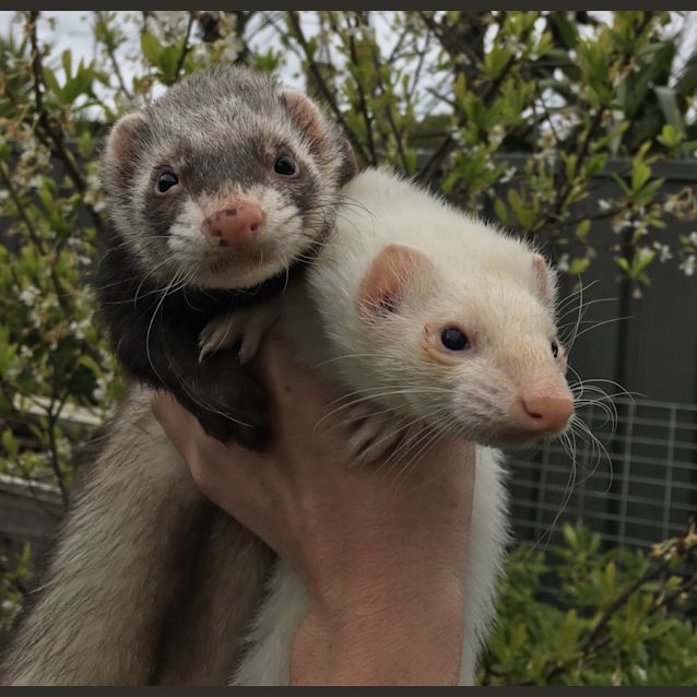 Photo of Yoshi & Ruby 