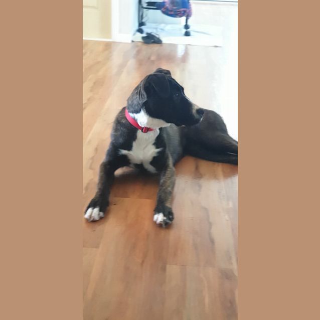 Photo of Sadie
