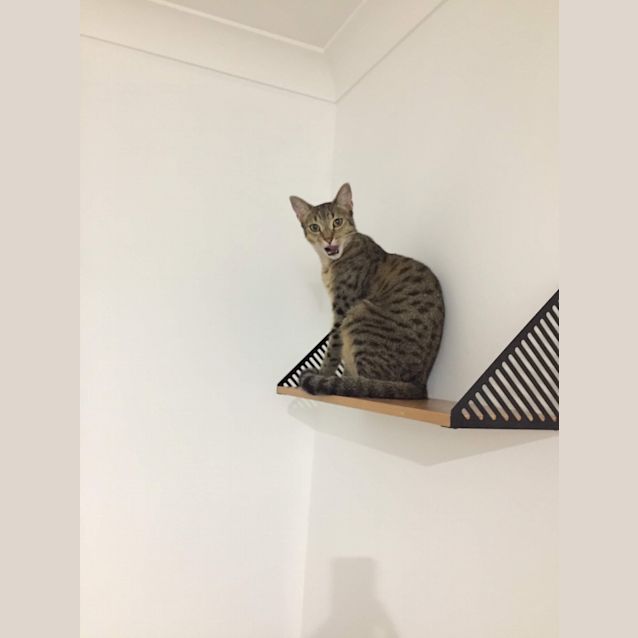 Photo of Loki