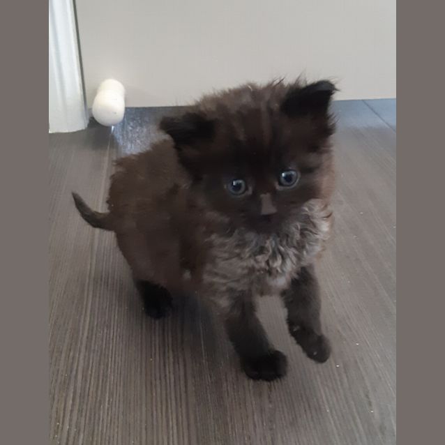 Photo of Blackie