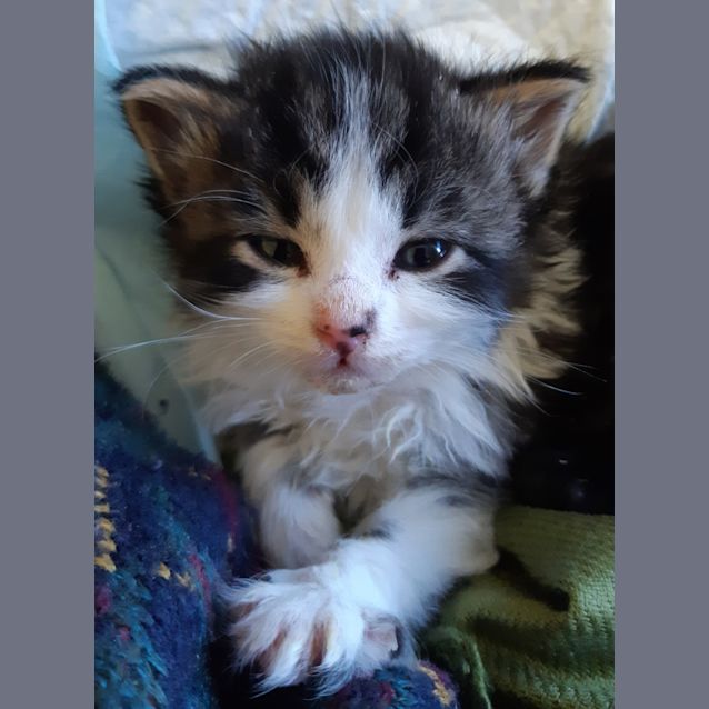 Photo of Missy