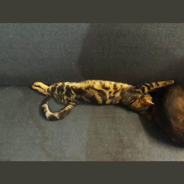 Photo of Harvey 