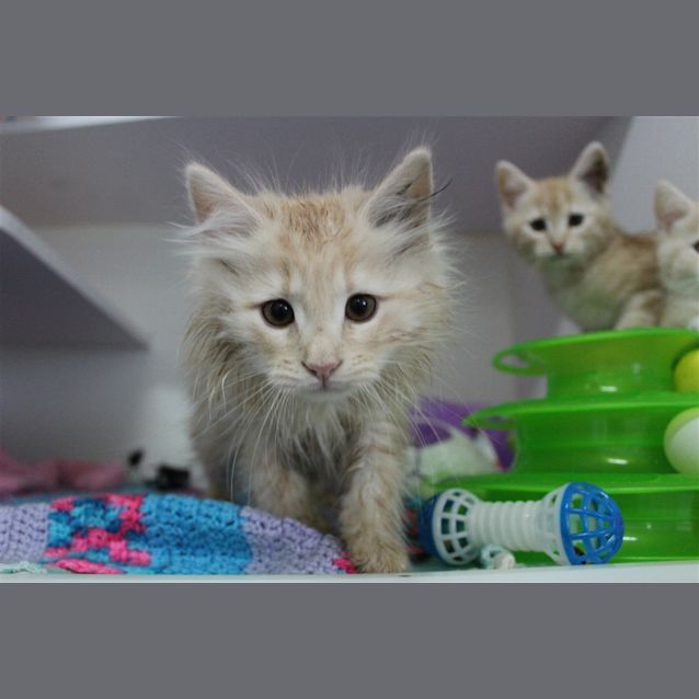 Photo of Fanta
