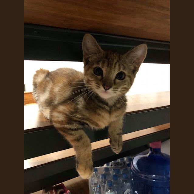 Photo of Tigerlilly