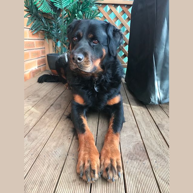 Photo of Luna   Assist Rehome