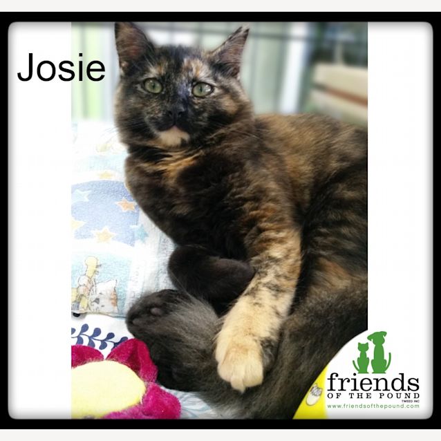 Photo of Josie