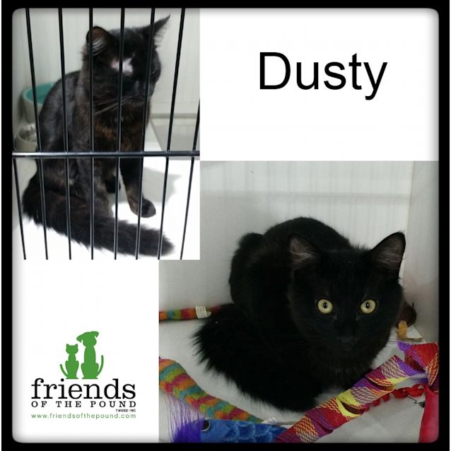 Photo of Dusty