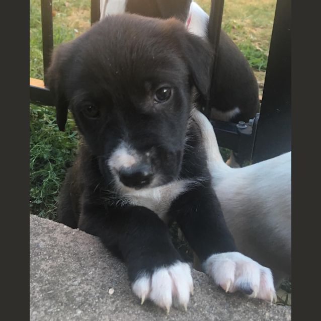 Photo of Sylvester